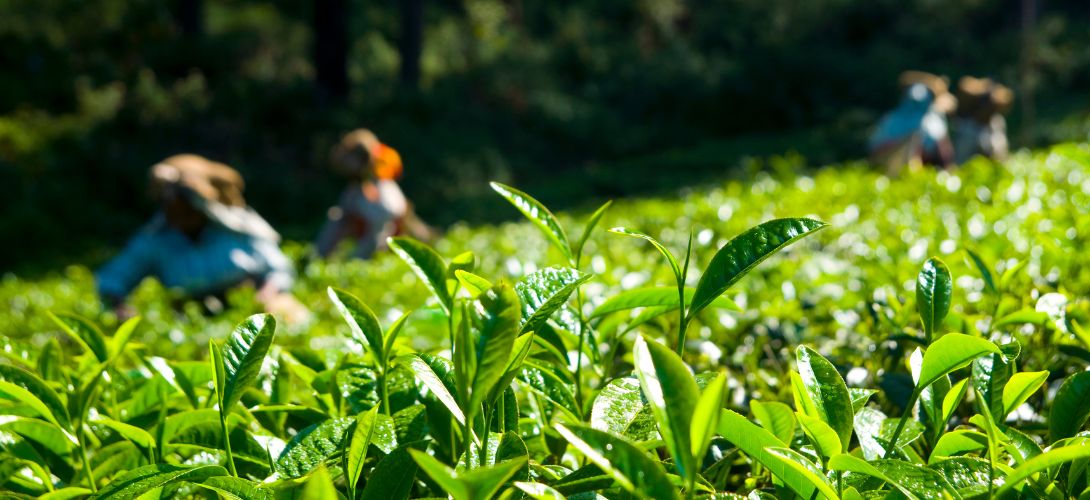 Trends In The Global Tea Market: What Exporters Should Watch In 2025