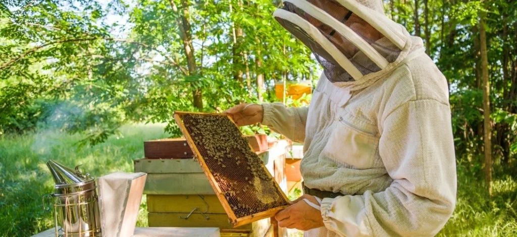 Honey-making-at-Ess-Pees