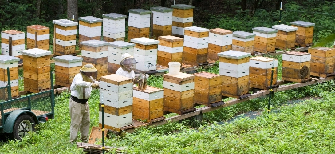 Ethical Honey Harvesting
