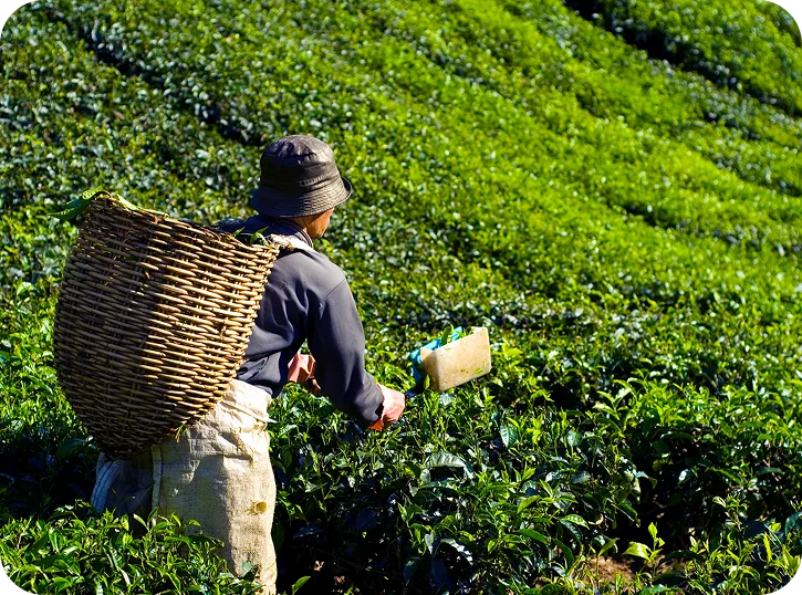 tea-farming