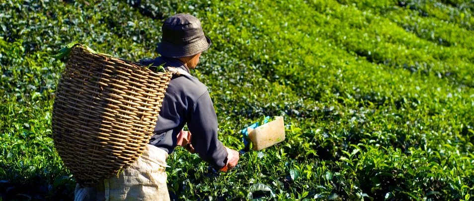 How India’s Top Tea Producers Are Blending Tradition with Innovation