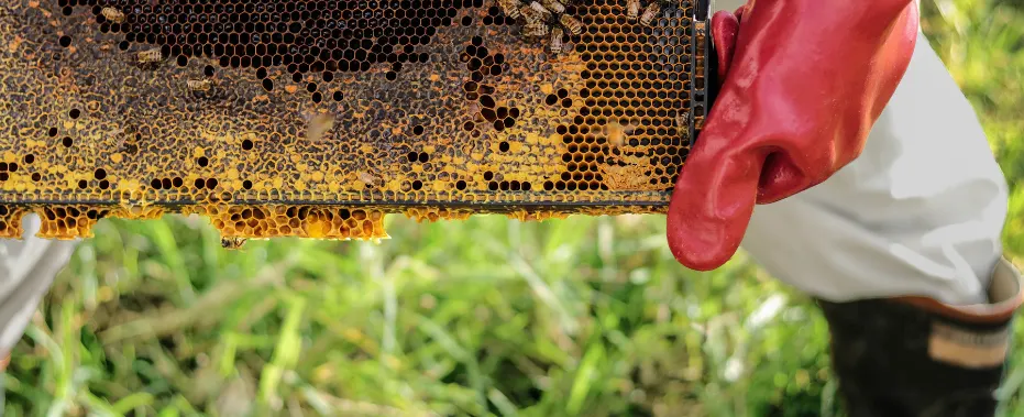 Bees, Blooms & Bottles: The Journey Behind Every Drop of Honey
